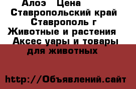 Алоэ › Цена ­ 300 - Ставропольский край, Ставрополь г. Животные и растения » Аксесcуары и товары для животных   